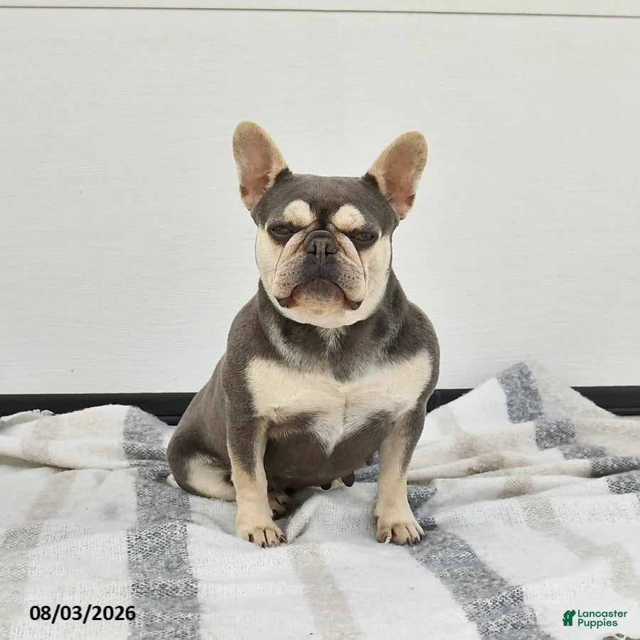 French Bulldog dogs for sale: Tina - Ad 1