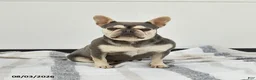 French Bulldog dogs for sale: Tina - Ad 1