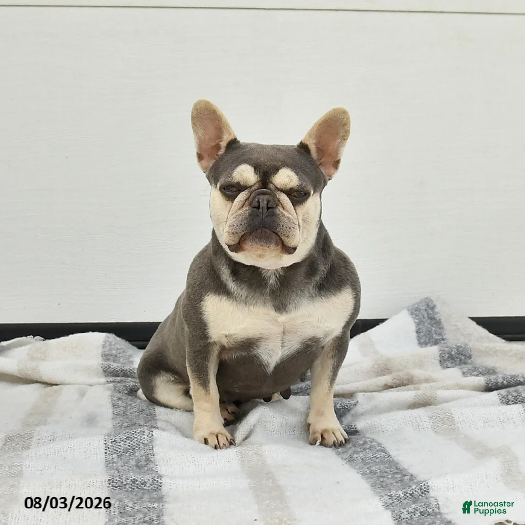 French Bulldog dogs for sale: Tina - Ad 1