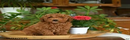 Mini Goldendoodle dogs for sale: Grayson - Ad 10