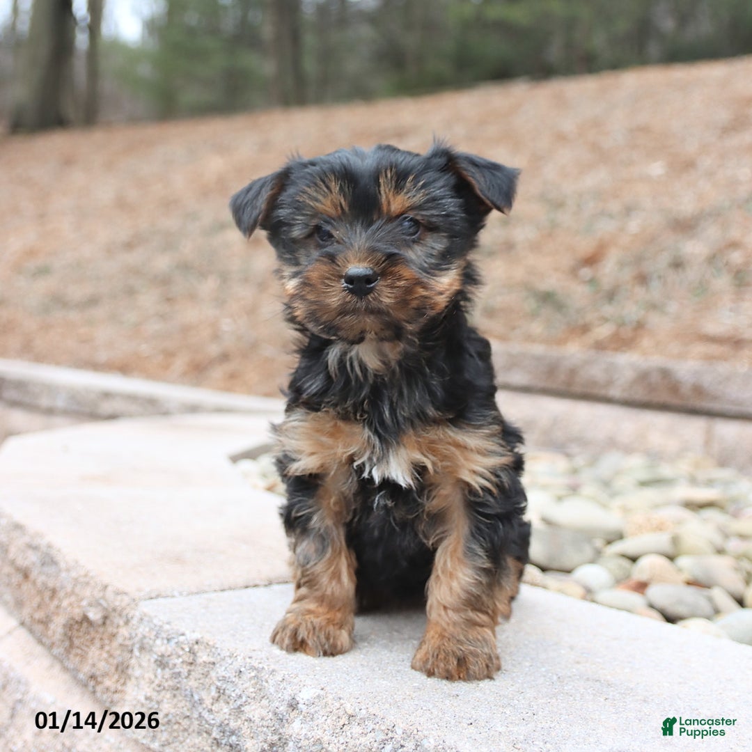 Yorkshire Terrier dogs for sale: Diva - Ad 2