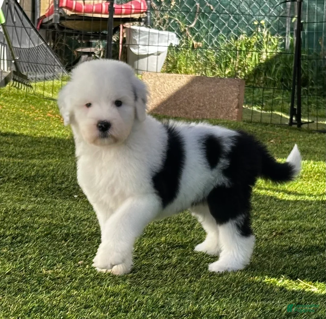 Sheepadoodle dogs for sale: Claire - Ad 2