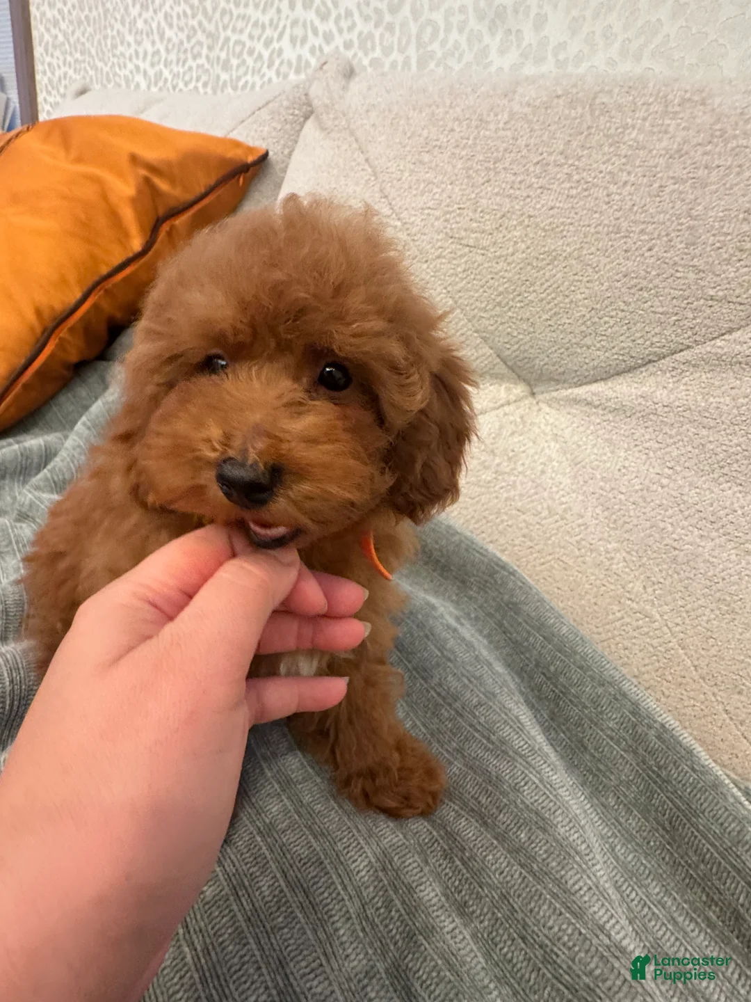 Toy Poodle dogs for sale: Mocha - Ad 4