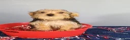 Yorkshire Terrier dogs for sale: Yorkshire Terrier 3 - Ad 5