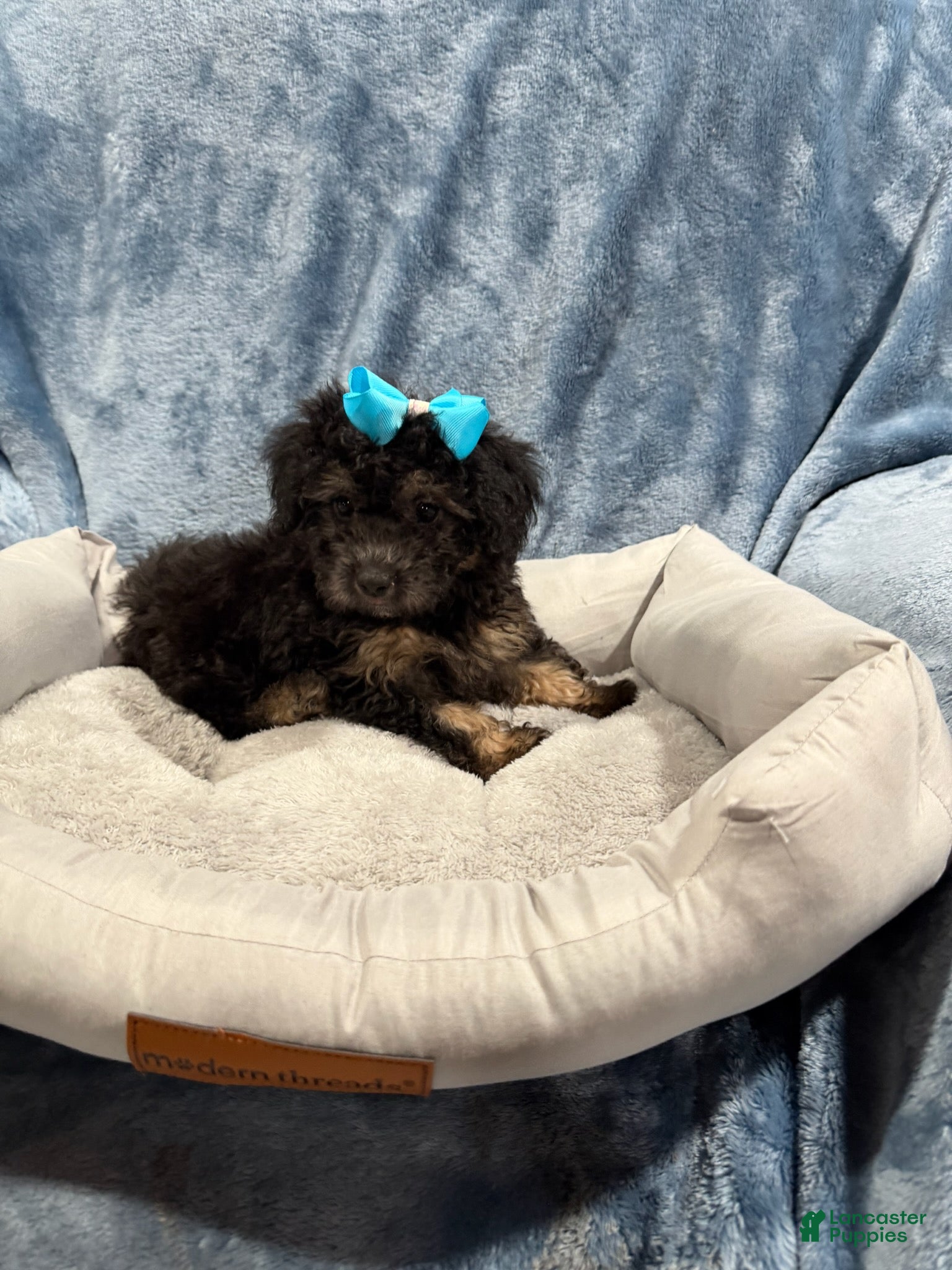 Havapoo dogs for sale: Piper - Ad 34