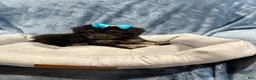 Havapoo dogs for sale: Piper - Ad 1