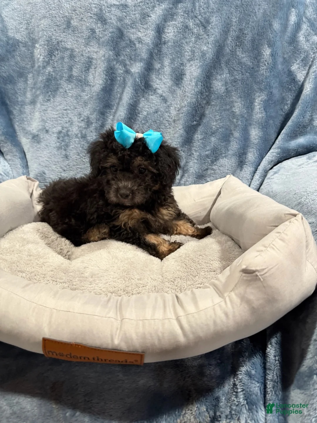 Havapoo dogs for sale: Piper - Ad 1