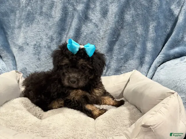 Havapoo dogs for sale: Piper - Ad 34
