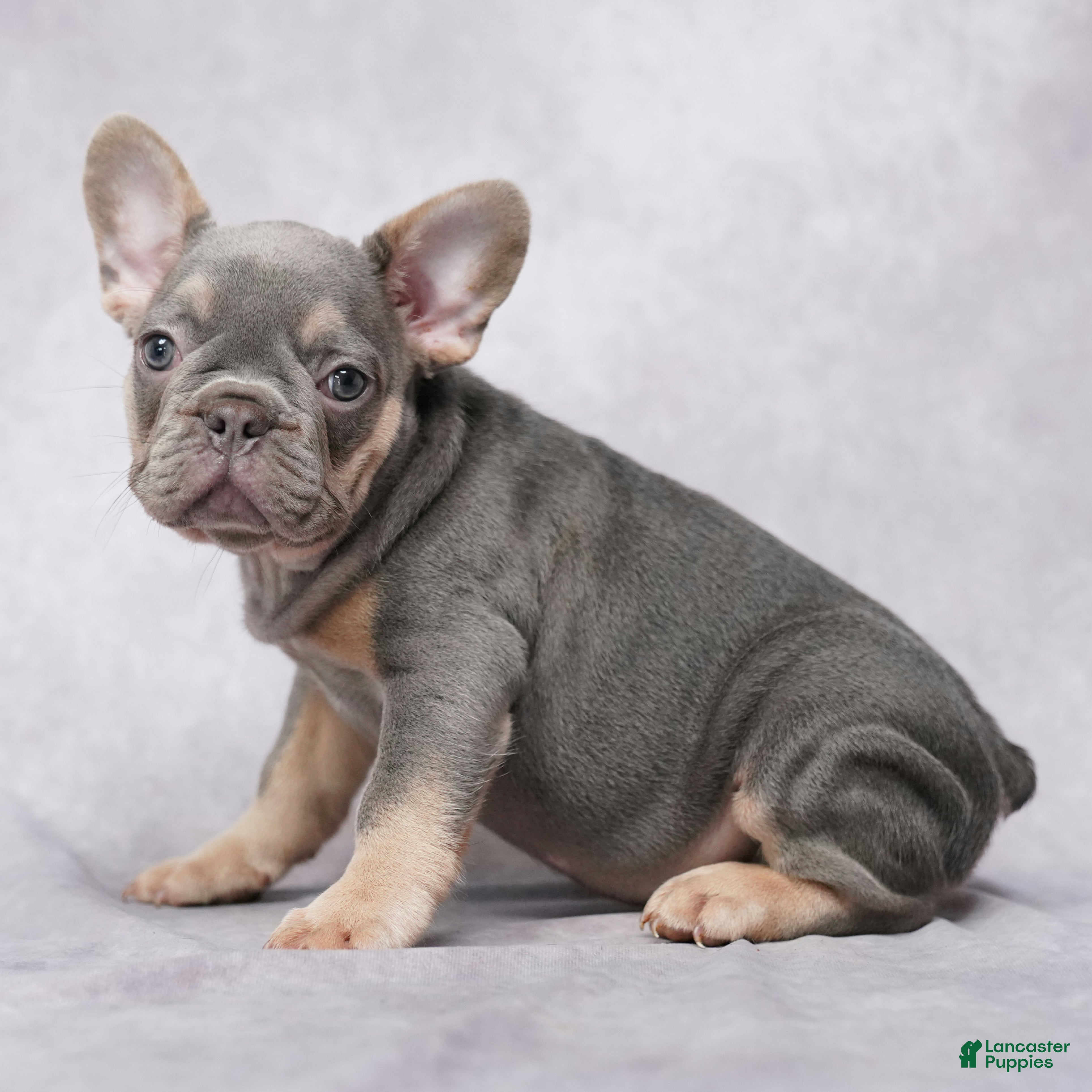 French Bulldog dogs Matrix - Ad 1