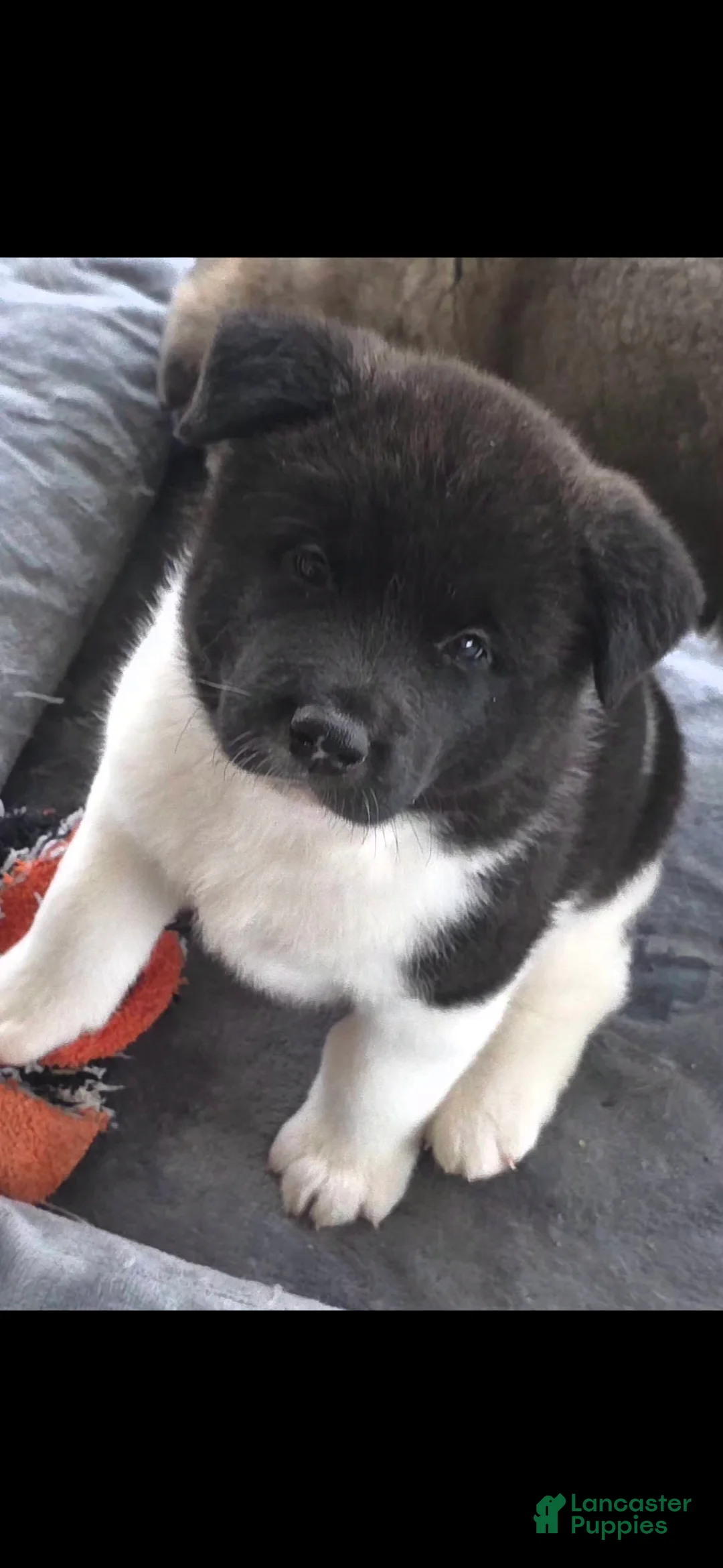 Akita dogs for sale: AKC Zooka - Ad 1