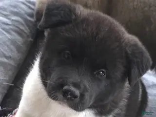 Akita dogs AKC Zooka - Ad 8