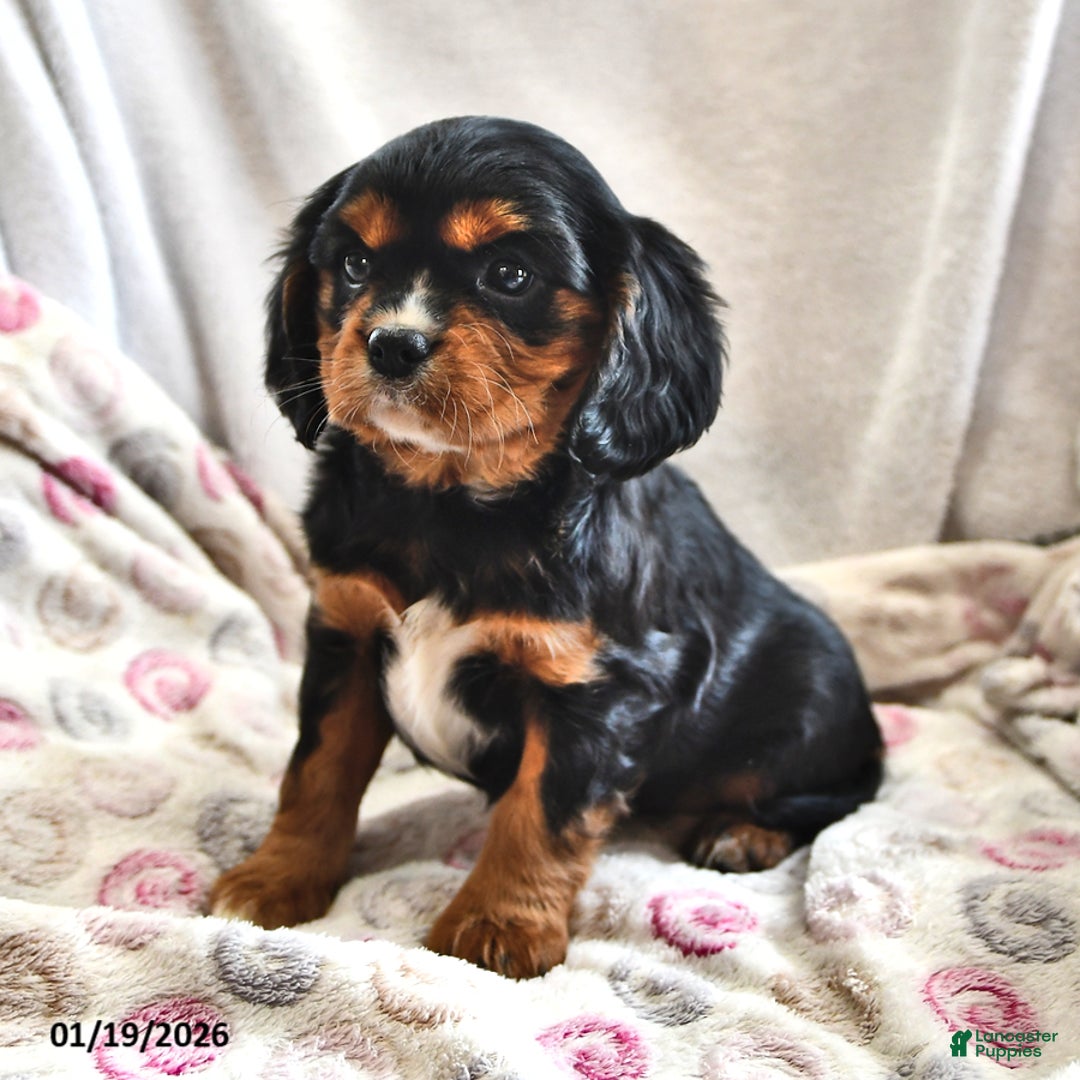 Cavalier King Charles Spaniel dogs for sale: Sally - Ad 1