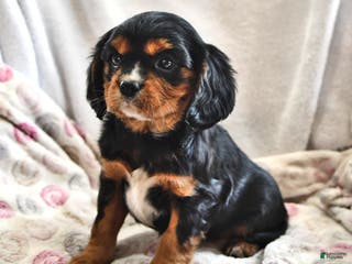 Cavalier King Charles Spaniel dogs Sally - Ad 36