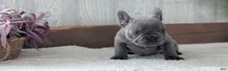 French Bulldog dogs for sale: Nala - Ad 5
