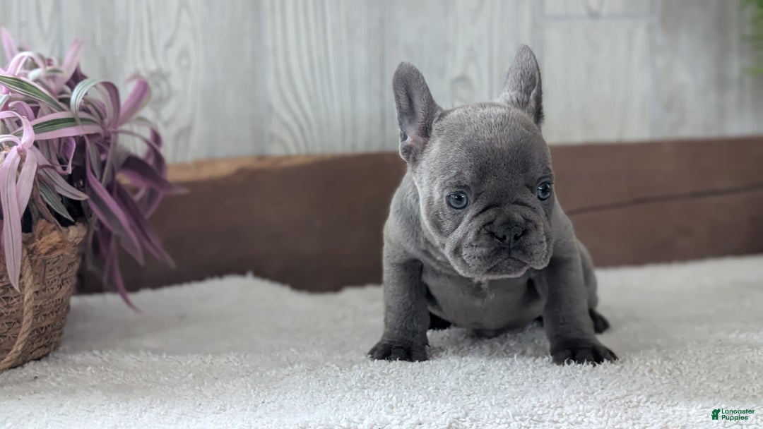 French Bulldog dogs for sale: Nala - Ad 5
