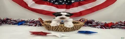 Miniature Schnauzer dogs for sale: Freedom liver parti - Ad 4