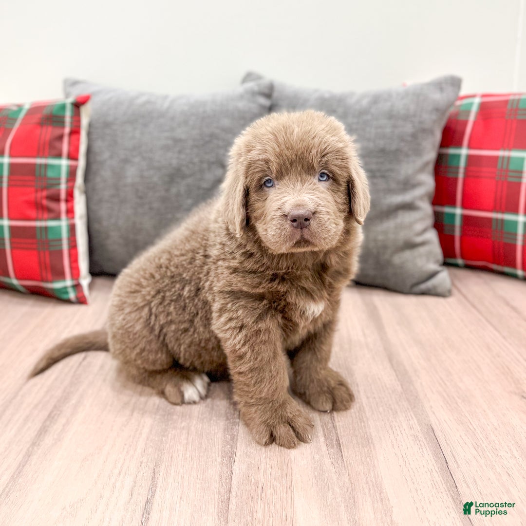 Newfoundland dogs for sale: Ranger - Ad 5