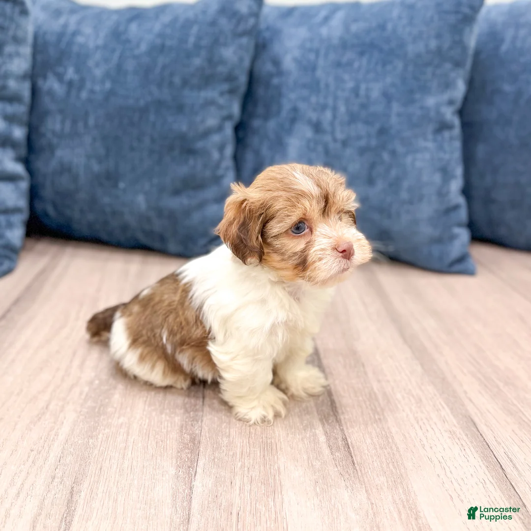 Havanese dogs for sale: Harry - Ad 3