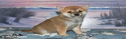 Shiba Inu dogs for sale: Charlotte - Ad 1