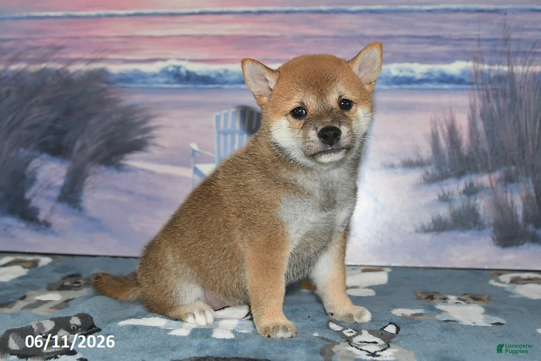 Shiba Inu dogs for sale: Charlotte - Ad 1