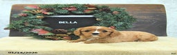Cavalier King Charles Spaniel dogs for sale: Bella   - Ad 4