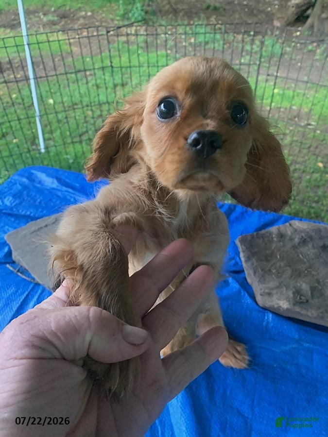 Cavalier King Charles Spaniel dogs Skipper - Ad 2