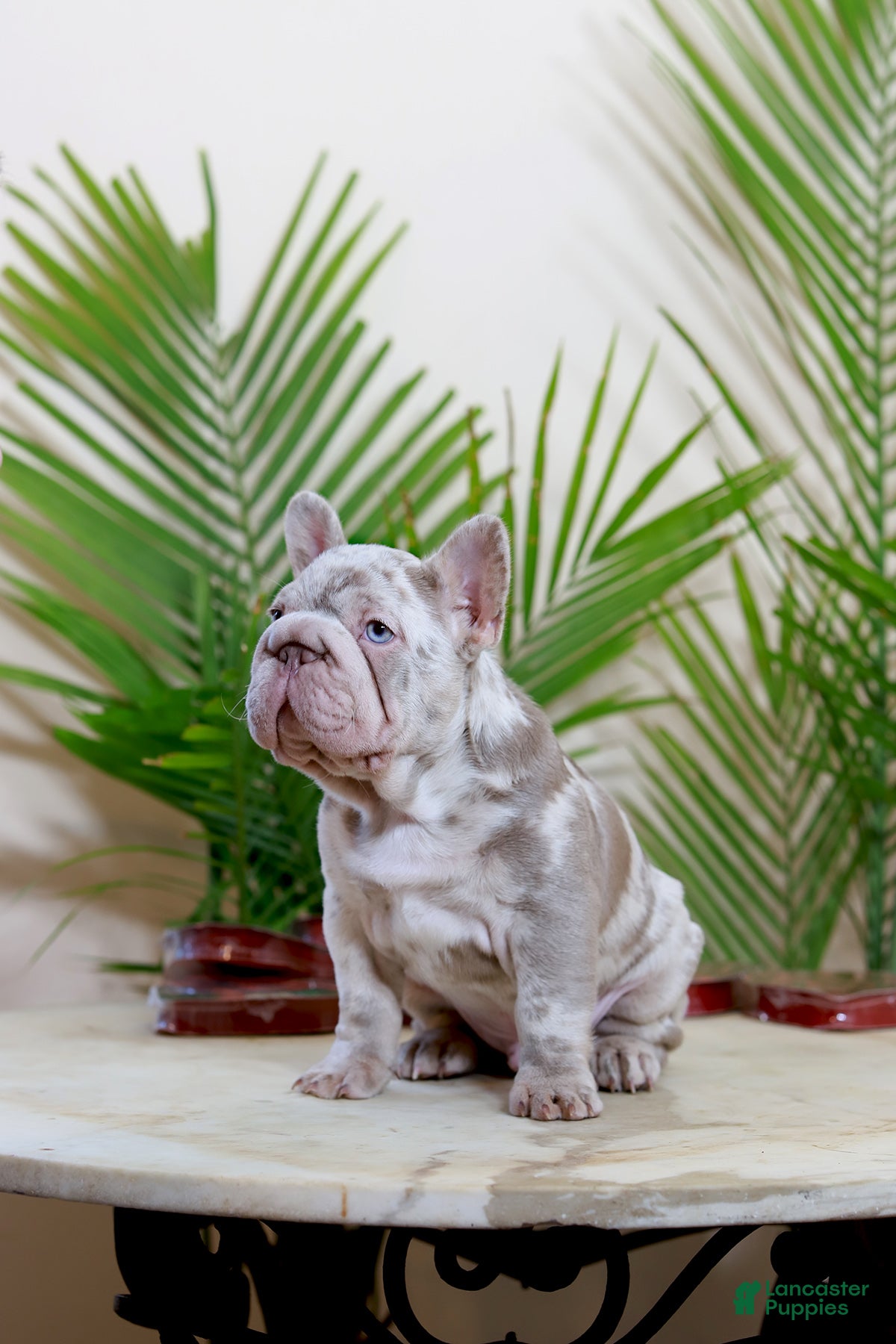 French Bulldog dogs Martin  - Ad 2
