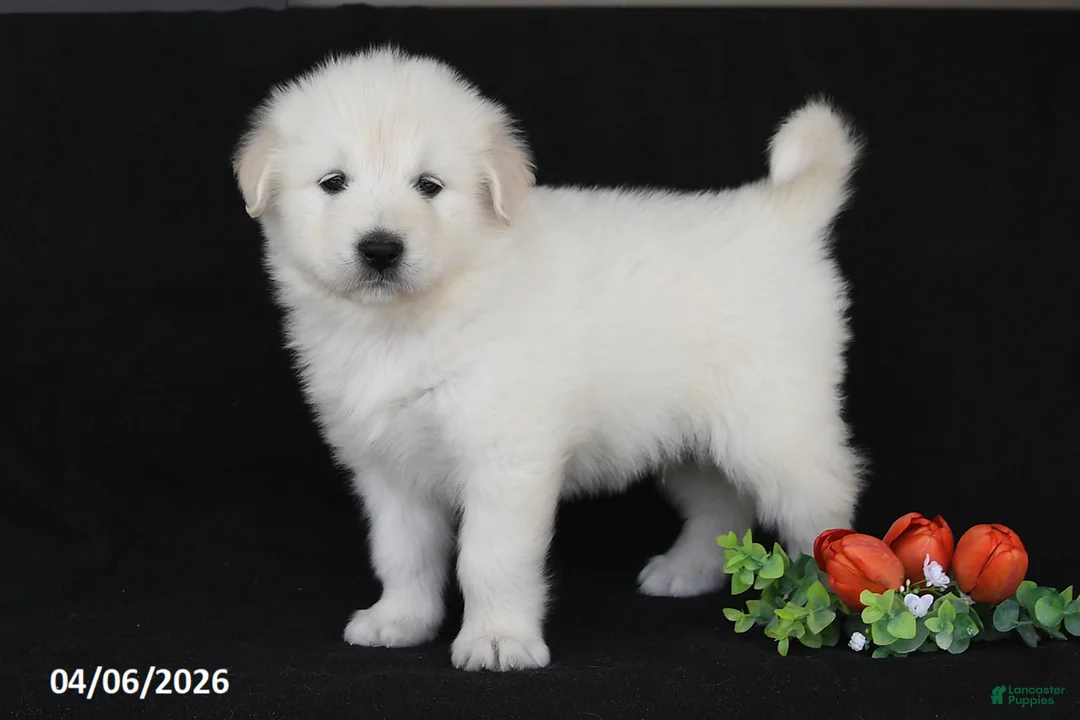 Golden Retriever dogs for sale: Chad - Ad 1