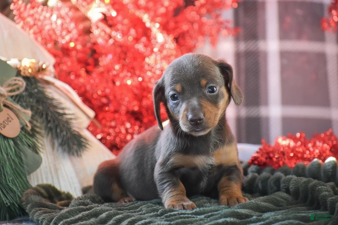 Dachshund dogs for sale: Sprinkles - Ad 14