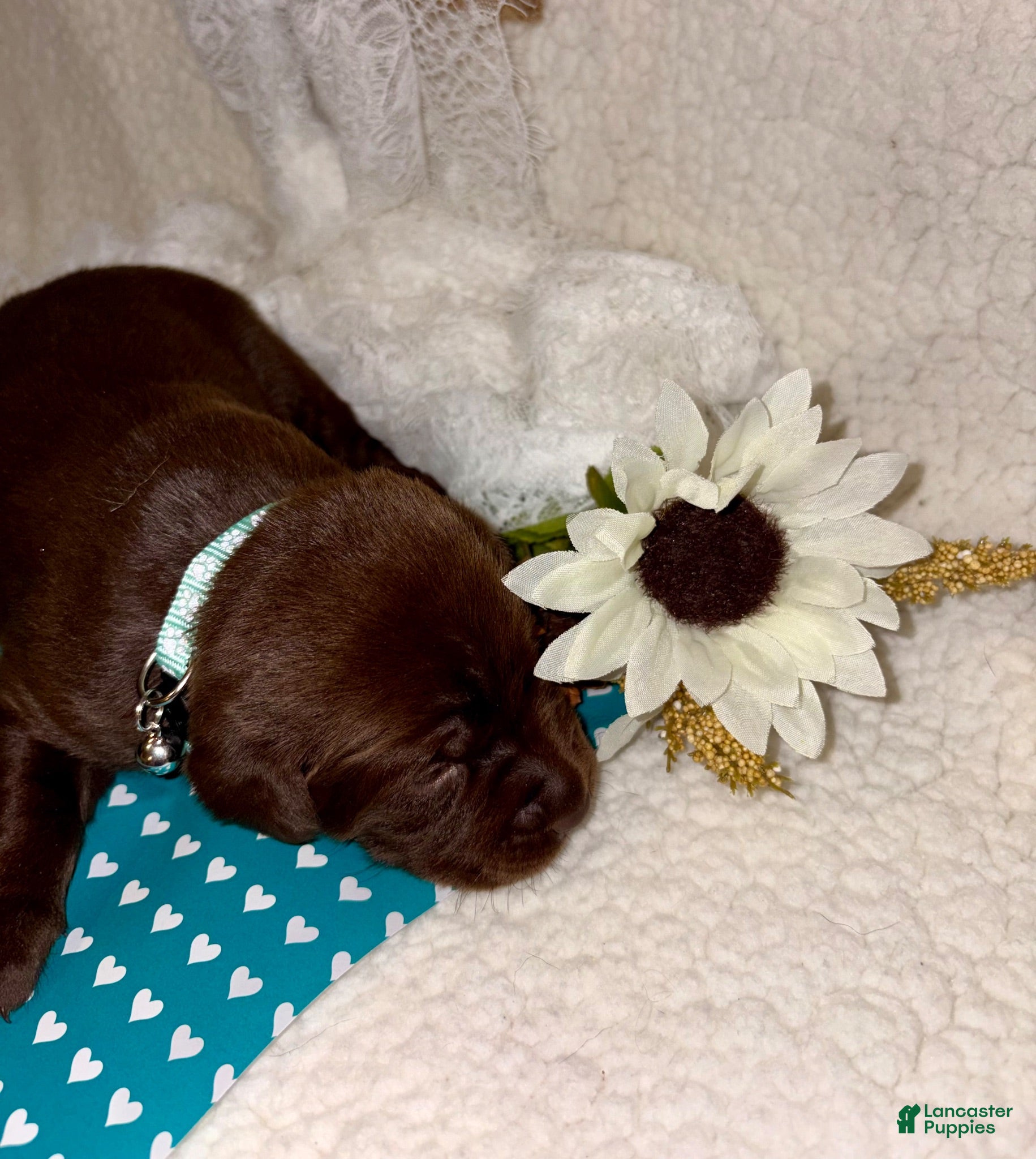 Labrador Retriever dogs Labrador Retriever chocolate female teal collar - Ad 1