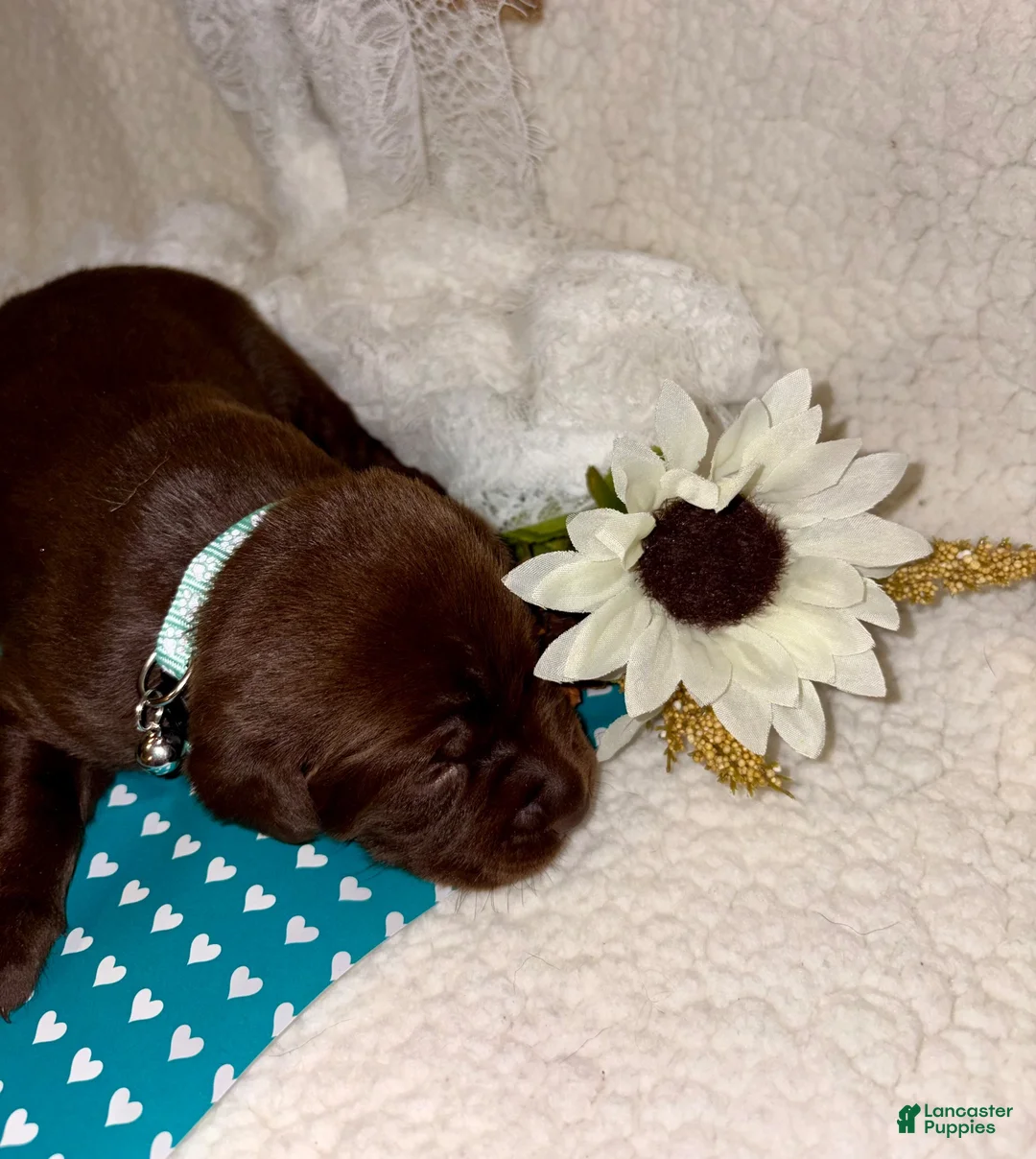 Labrador Retriever dogs for sale: Labrador Retriever chocolate female teal collar - Ad 1