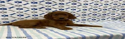 Irish Setter dogs for sale: Corbin - Ad 3