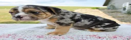 Beabull dogs for sale: Henry - Ad 4