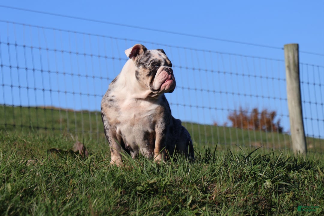 English Bulldog dogs for sale: English Bulldog Puppy 3 - Ad 9