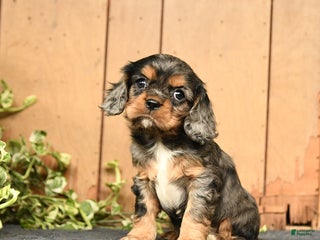 Cockalier dogs - Ad 8