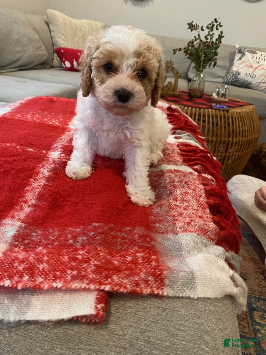 Cavapoo dogs for sale: Jack - Ad 1