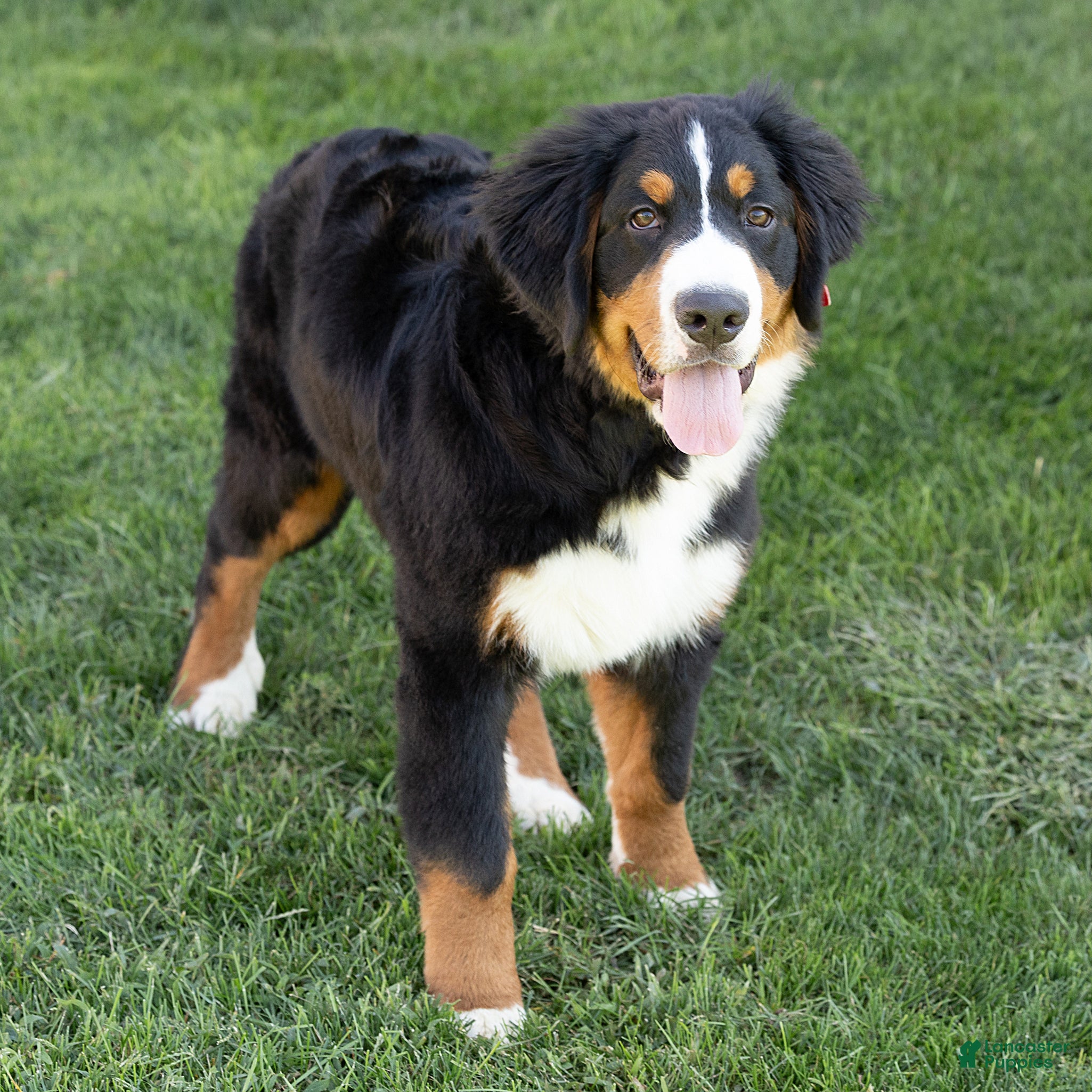 Bernese Mountain Dog dogs Jasper Bernese Mountain Dog  - Ad 1