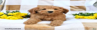 Jerry