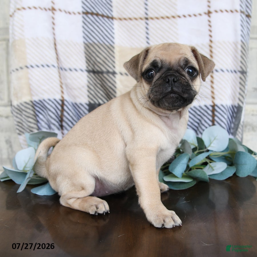 Pug dogs Kaylee - Ad 1