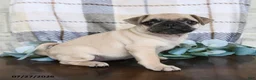 Pug dogs for sale: Kaylee - Ad 1