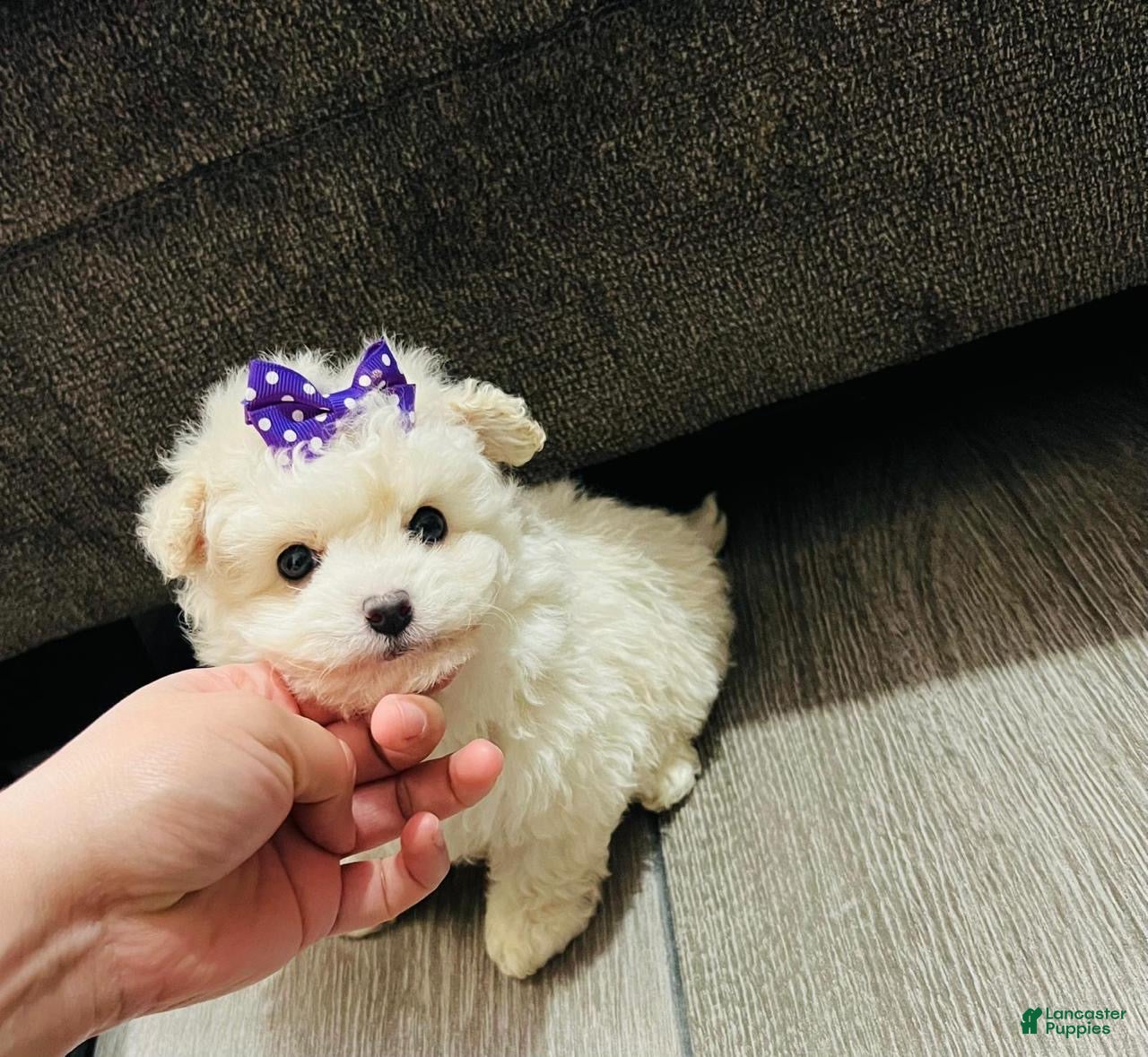Maltipoo dogs Maltipoo Puppy 2 - Ad 1