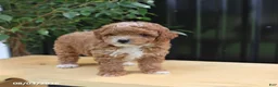 Miniature Poodle dogs for sale: Lila  - Ad 4