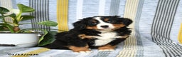 Bernese Mountain Dog dogs for sale: Baxter - Ad 1