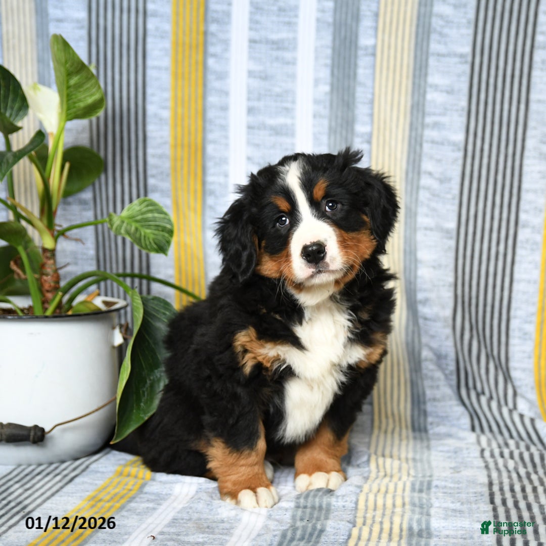 Bernese Mountain Dog dogs for sale: Baxter - Ad 1