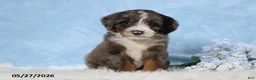 Mini Bernedoodle dogs for sale: Wylie - Ad 3