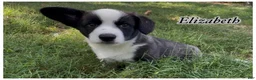 Welsh Corgi Cardigan dogs for sale: AKC Elizabeth  - Ad 3