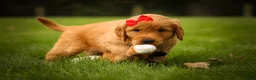 Golden Retriever dogs for sale: Hunter💙 - Ad 6