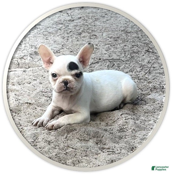 Frenchton dogs Frenchton #67 - Ad 2