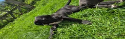 Great Dane dogs for sale: Penelope - Ad 4