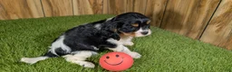 Cavalier King Charles Spaniel dogs for sale: Bessie Girl 1 - Ad 5